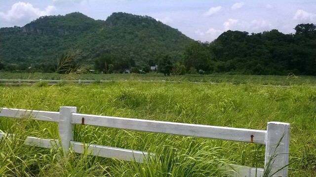 16ไร่ คุณนิด 96